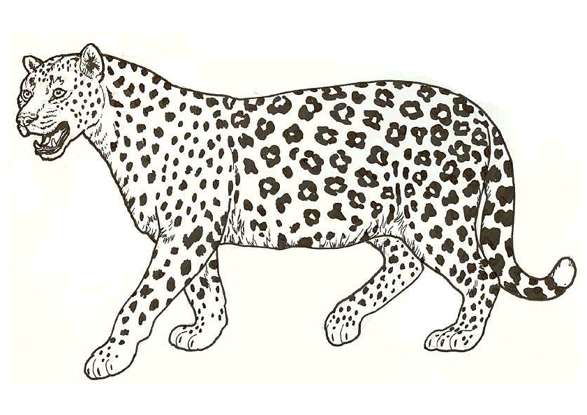 Saldırgan Leopar boyama sayfası